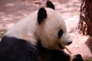 Panda 5_00019
